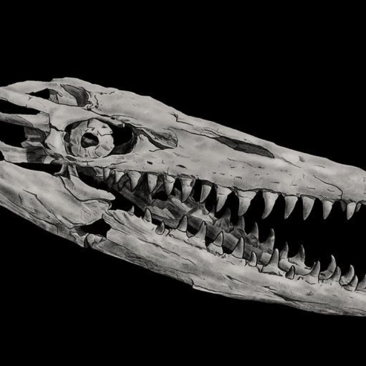 Mengenal Hainosaurus: Reptil Raksasa dari Lautan Purba