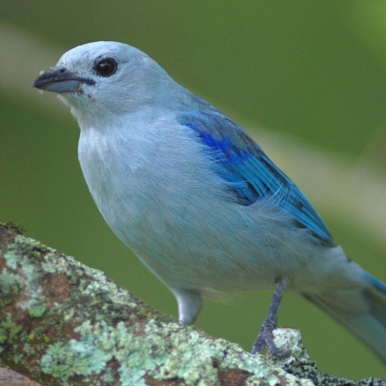 Blue Tanager: Burung Tropis yang Menakjubkan dari Hutan Amazon