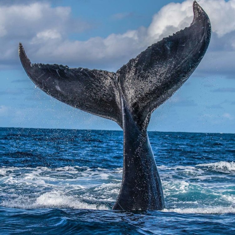 Mengenal Fin Whale, Sang Raja Laut yang Menakjubkan