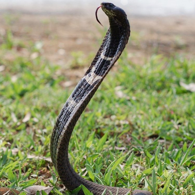Rinkhals Snake: Si Ular Mungil yang Mematikan dari Southern Africa