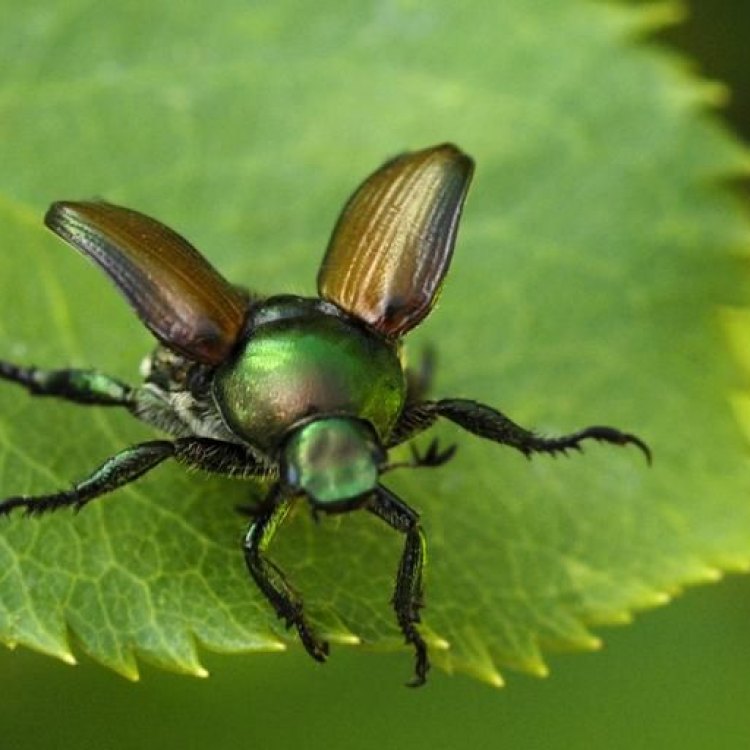 Mengenal Japanese Beetle, Hama yang Merusak Taman dan Kebun