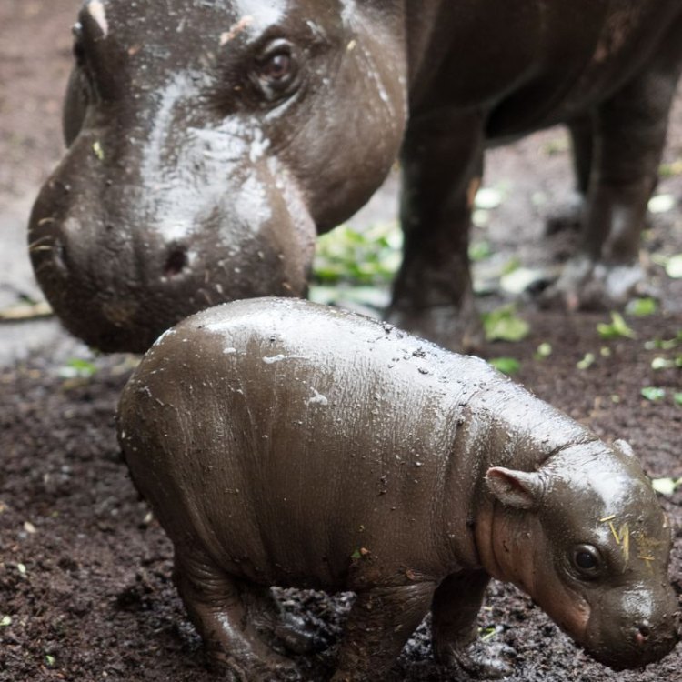 Menjelajahi Pesona Pygmy Hippopotamus: Hewan Langka yang Tersembunyi di Pinggiran Hutan Afrika