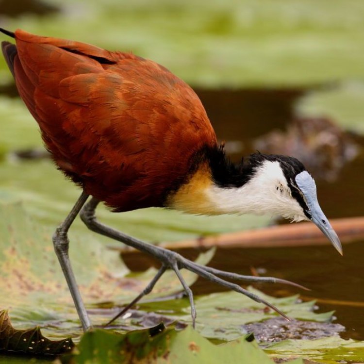 African Jacana: Burung dengan Ciri Khas Kaki Layang
