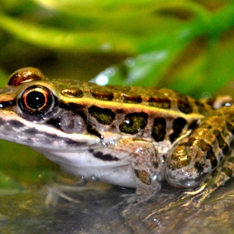 Penjelasan mengenai Leopard Frog: Sang Pemburu Eksotis di Genangan Air