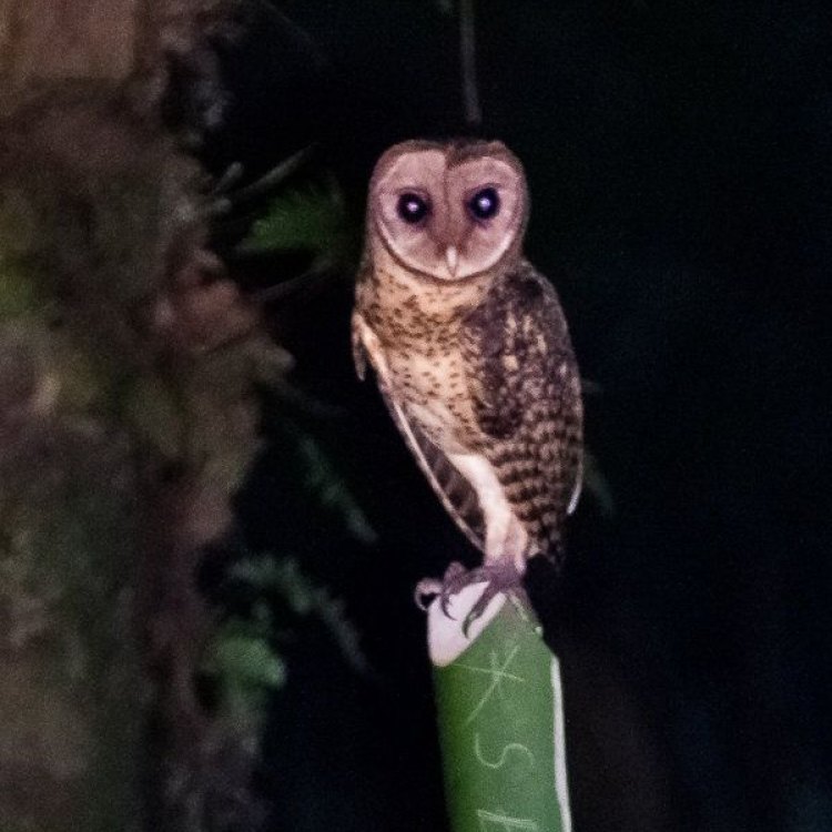 Golden Masked Owl: Hewan Eksotis dari Hutan Tropis Papua New Guinea