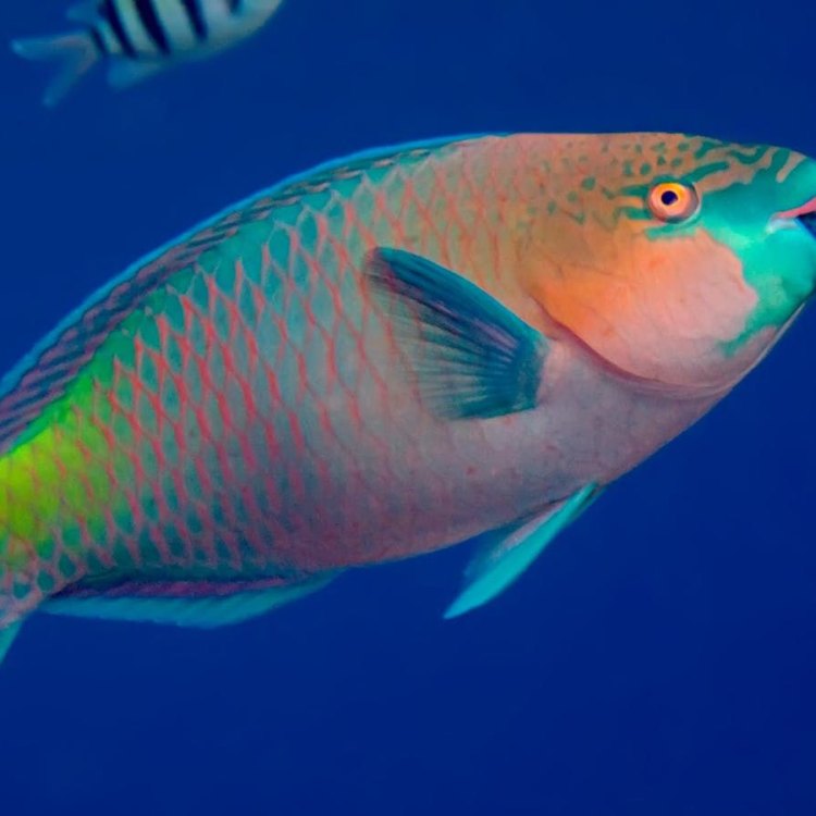 Mengenal Parrotfish: Hewan yang Menarik dan Berwarna-warni