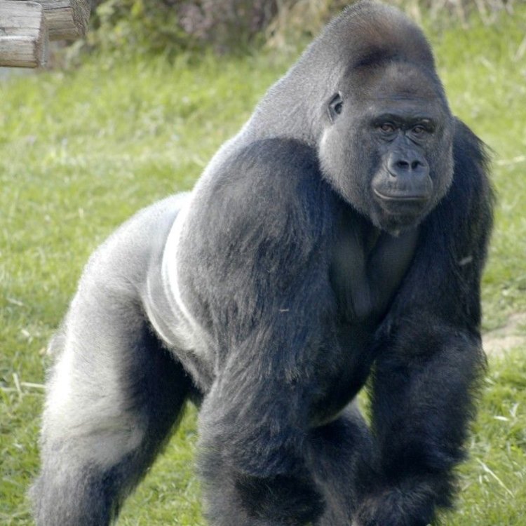 Mengenal Western Gorilla