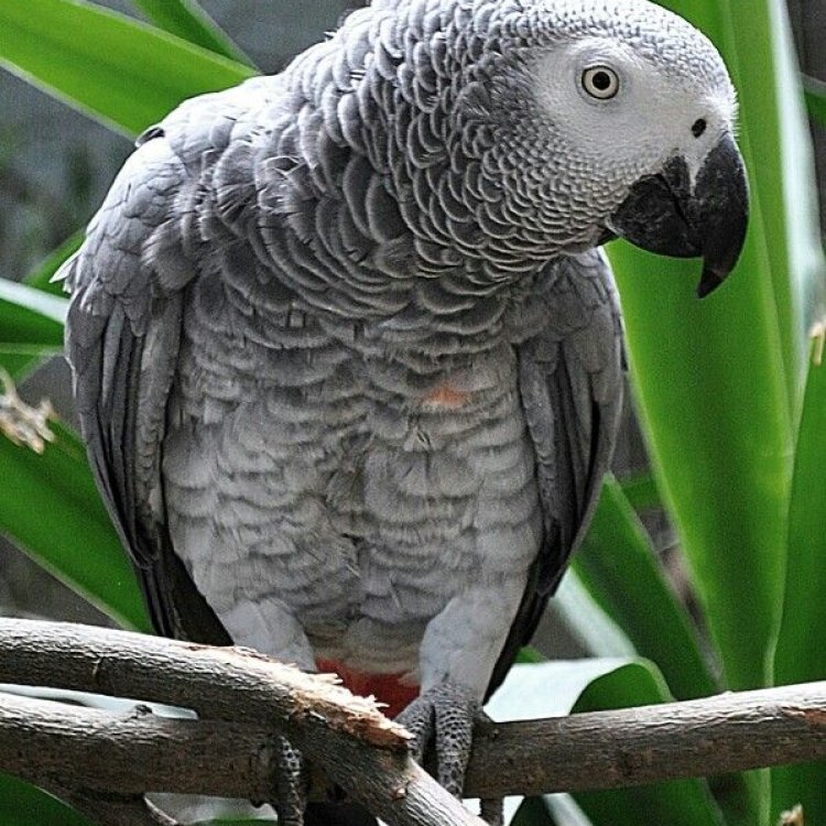 African Grey Parrot: Pesona dari Parrot Afrika