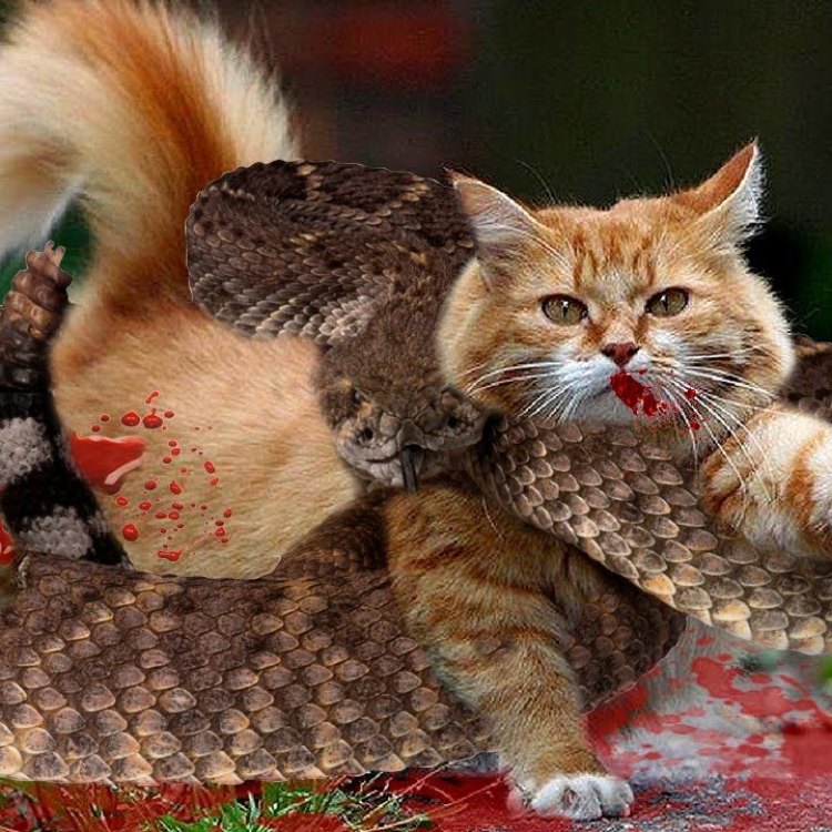 Cerita Mencengangkan tentang Hewan Misterius, Cat Snake