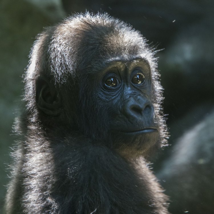 Gorilla: Primata Terbesar dan Penguasa Hutan Tropis