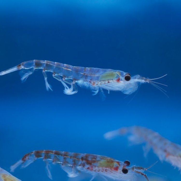 Jelajahi Keindahan Krill, Hewan Filter Makanan yang Menakjubkan di Laut Selatan