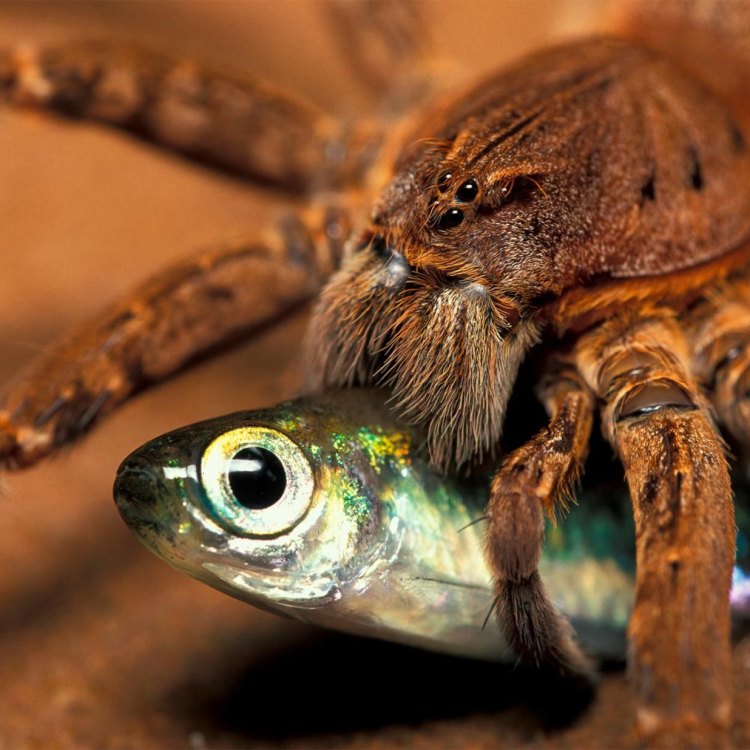 Mengenal Lebih Dekat dengan Fishing Spiders: Arahan Lengkap Mengenai Hewan Ini