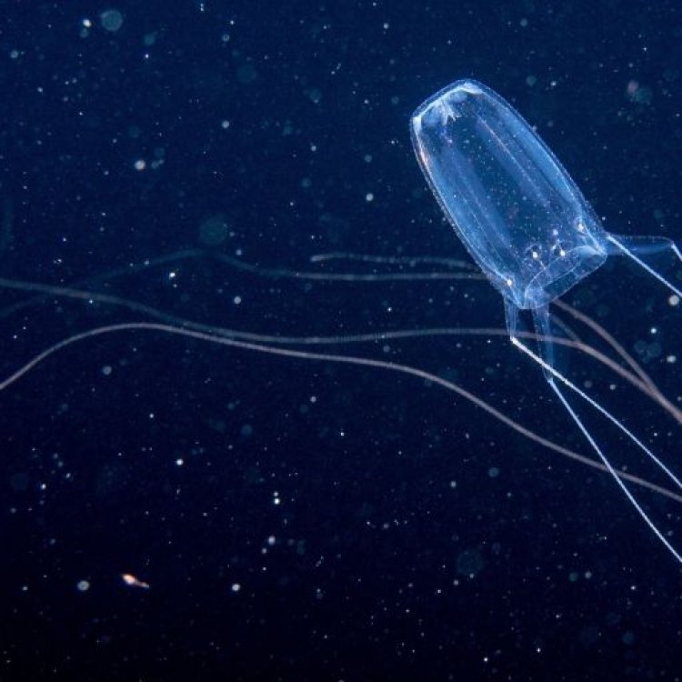 Irukandji Jellyfish: Hewan Unik di Dunia Laut