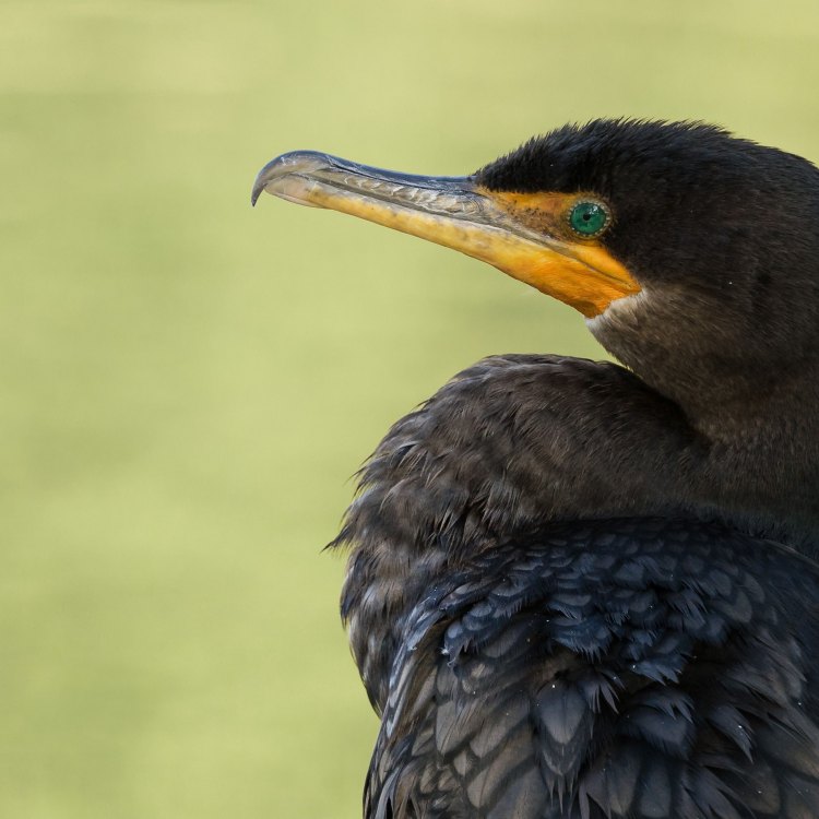 Cormorant: Burung yang Tidak Banyak Diketahui