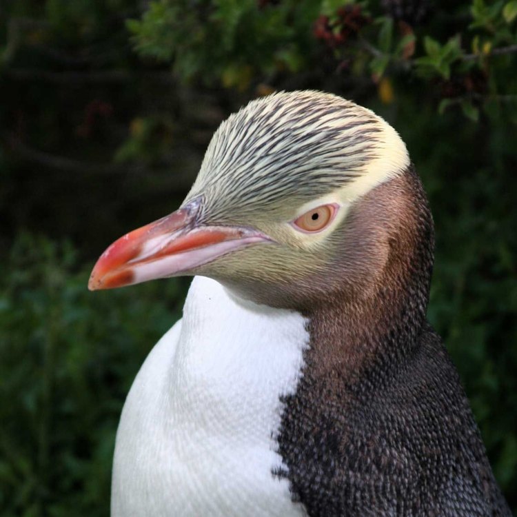 Yellow Eyed Penguin: Mengenal Spesies Burung Pinguin Langka dari New Zealand