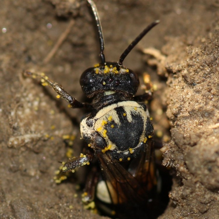 Squash Bee: Lebah Pembunuh Terselubung di Amerika Utara