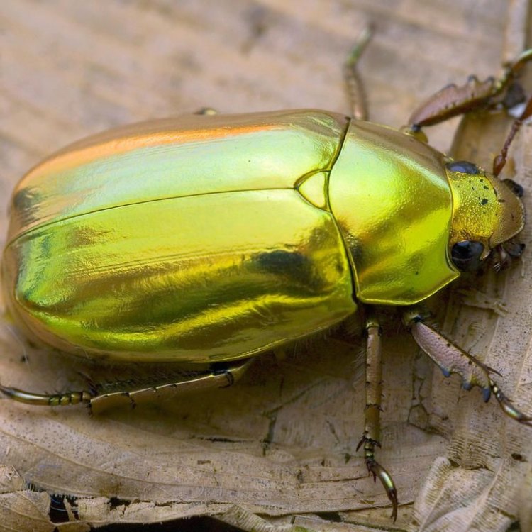 Scarab Beetle: Makhluk Ajaib yang Menyimpan Sejuta Misteri