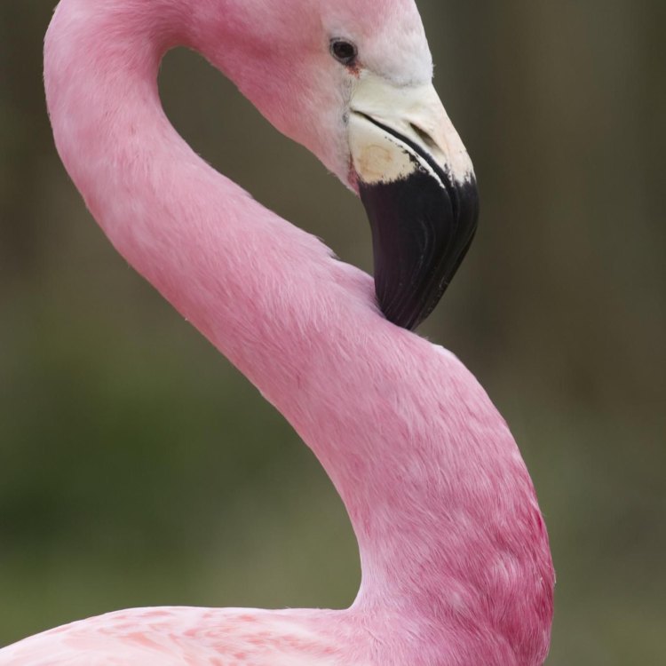 Flamingo: Burung Eksotis dengan Warna yang Membedakan