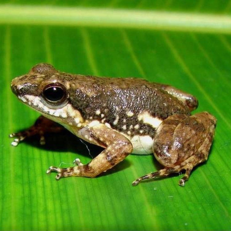Jelajahi Keunikan Striped Rocket Frog: Sang Katak Roket yang Memikat di Hutan Hujan Australia