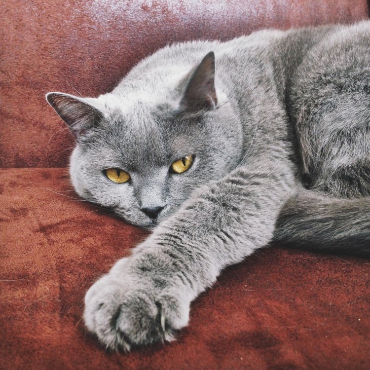 Chartreux, Kucing yang Penuh Misteri di Balik Warna Biru-Abu-abunya