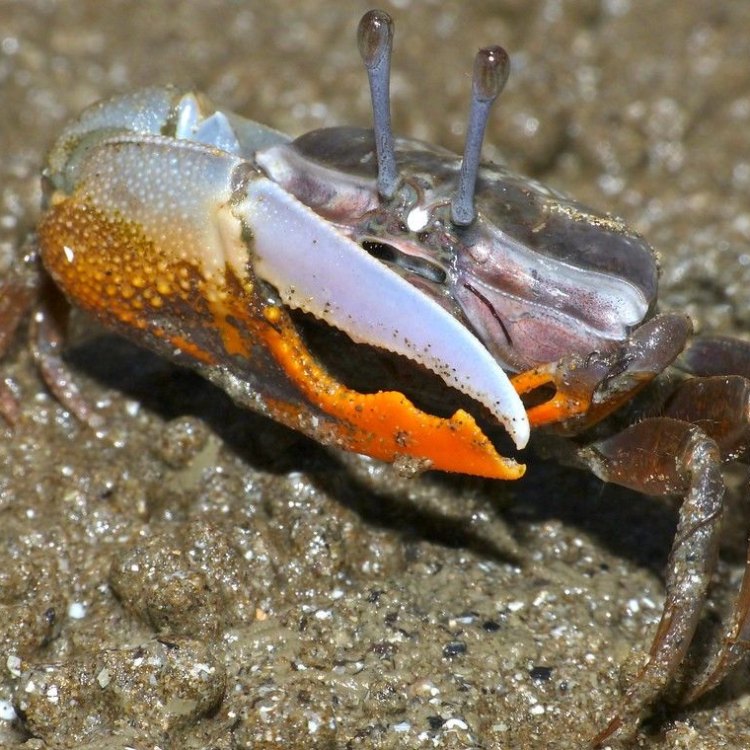Fiddler Crab: Hewan Menarik yang Hidup di Wilayah Pesisir