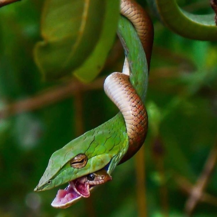 Vine Snake: Hewan Eksotis yang Memesona di Alam Liar