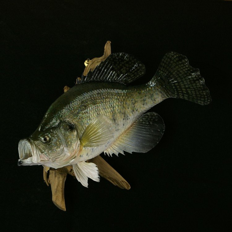 Mengenal White Crappie, Ikan Cantik dari Perairan Amerika Utara