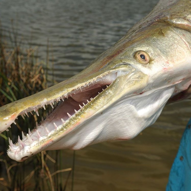 Mengenal Alligator Gar, Ikan Karnivora Menakjubkan di Perairan Amerika Utara dan Tengah