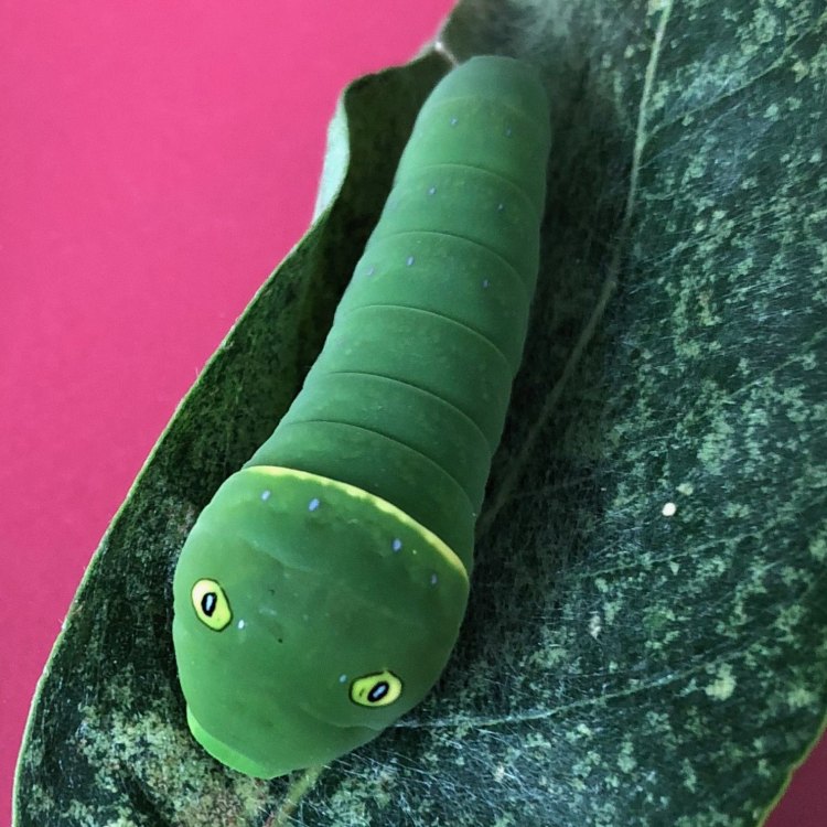 Swallowtail Caterpillar: Menjelajahi Keindahan Alam