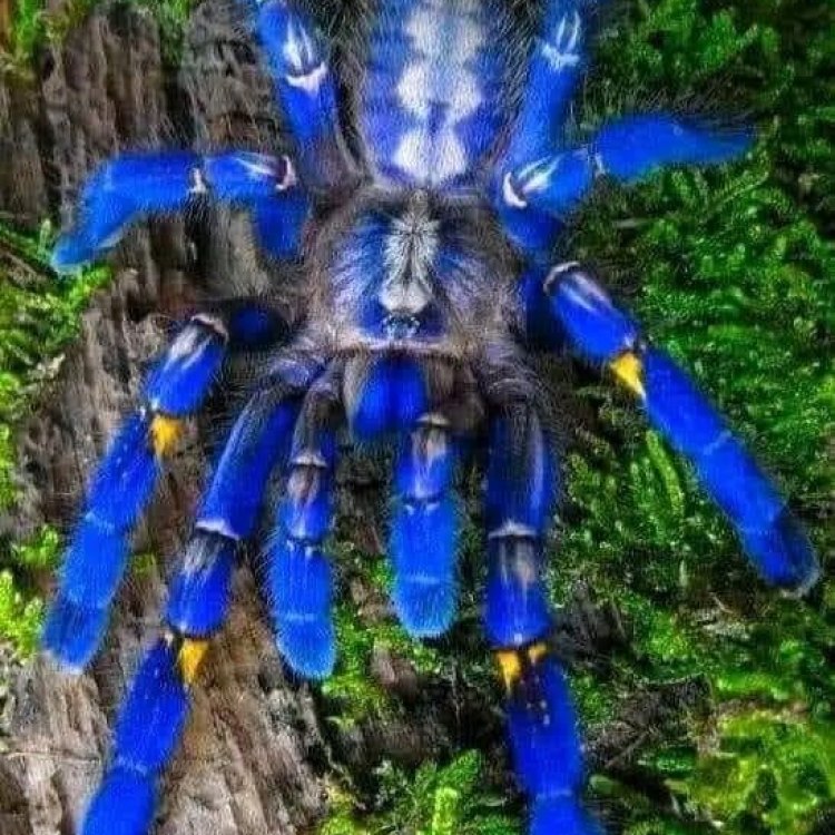 Mengenal Gooty Sapphire Tarantula: Spesies Tarantula yang Cantik dan Menakjubkan