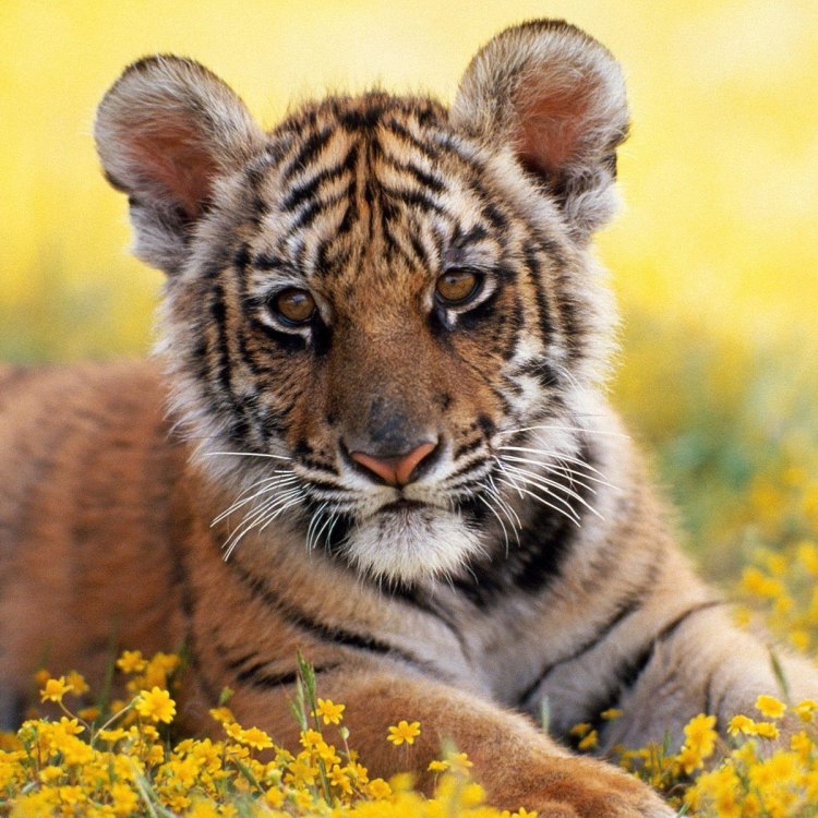 Tiger: Satu dari Spesies Hewan yang Menakjubkan