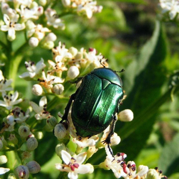 Green June Beetle: Kumbang Hijau yang Menakjubkan di Dunia Serangga