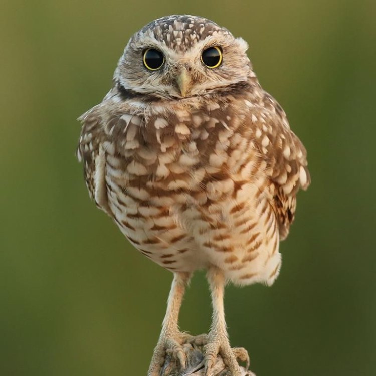 The Burrowing Owl: Hewan Kecil dengan Ciri Khas Menarik