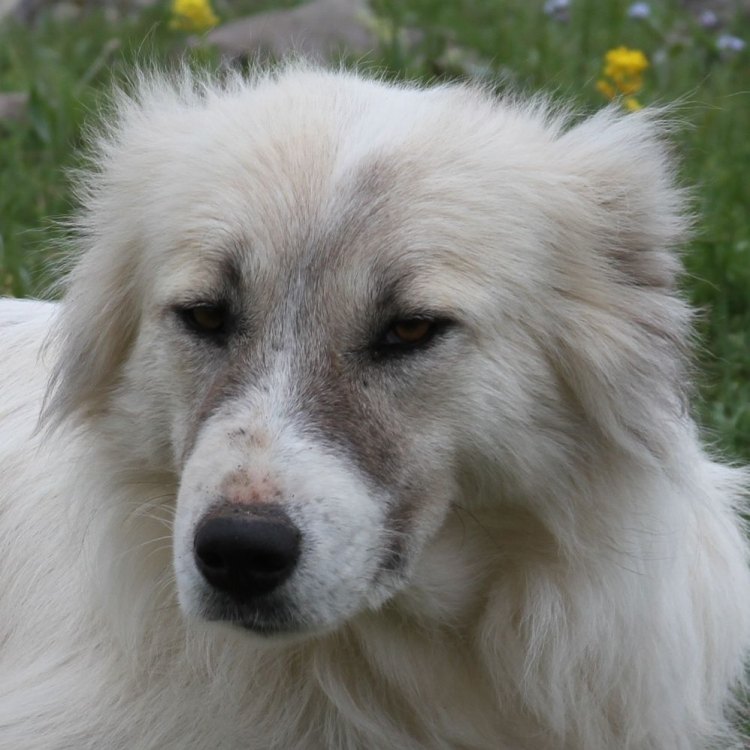 Armenian Gampr: Anjing Pelindung dari Pegunungan Armenia