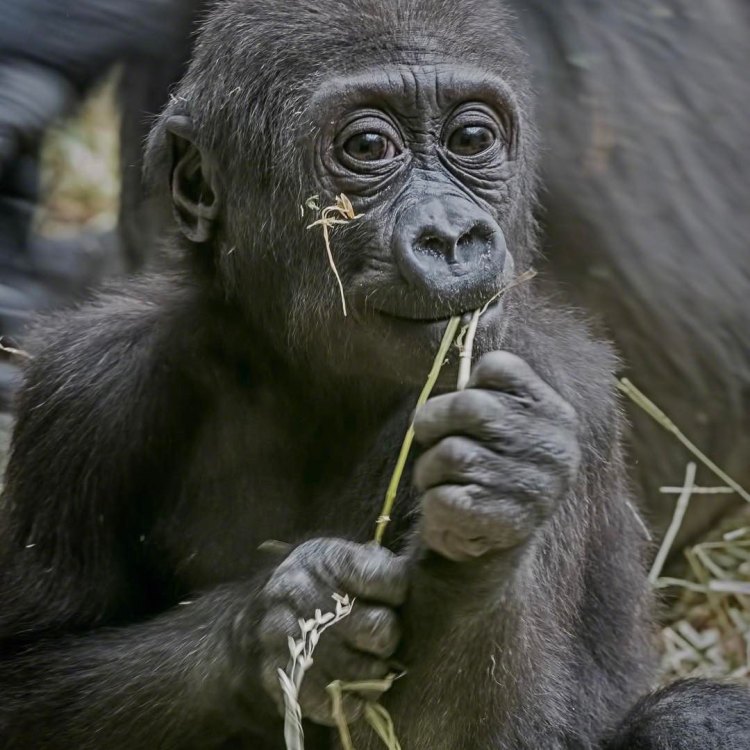 Western Lowland Gorilla: Primata yang Kuat dan Penuh Kharisma