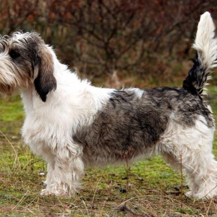 Petit Basset Griffon Vendéen: Anjing Kecil dengan Pesona Besar di Hati