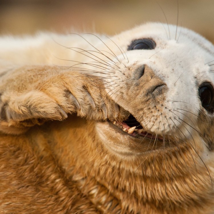 Menjelajahi Lautan dengan Grey Seal: Si Elang Laut yang Menakjubkan