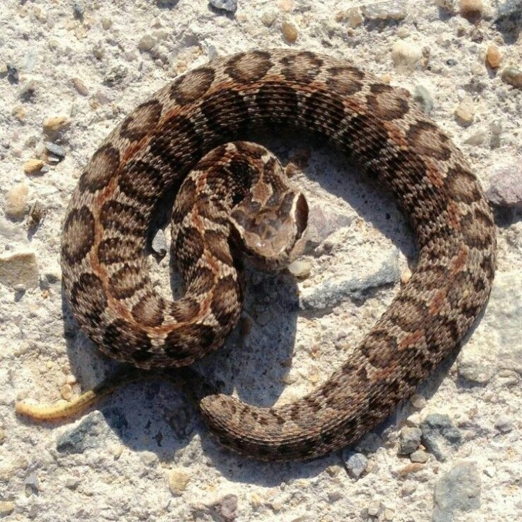 Memahami Lebih Dalam Tentang Mamushi Snake, Ular Berbisa yang Menakutkan