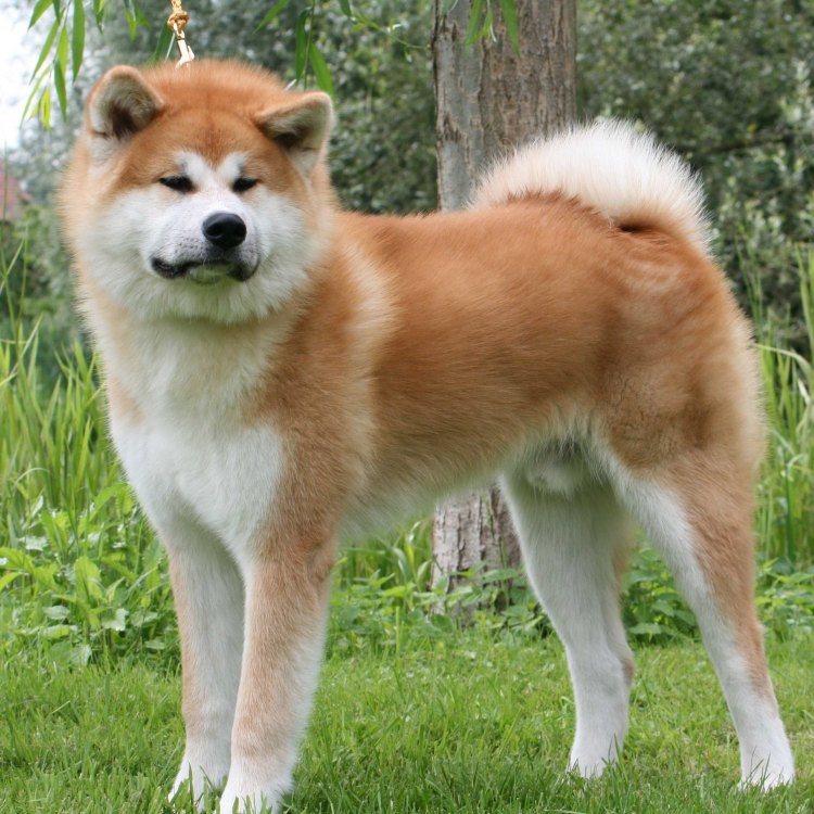 Akita: Anjing Pemberani dari Jepang