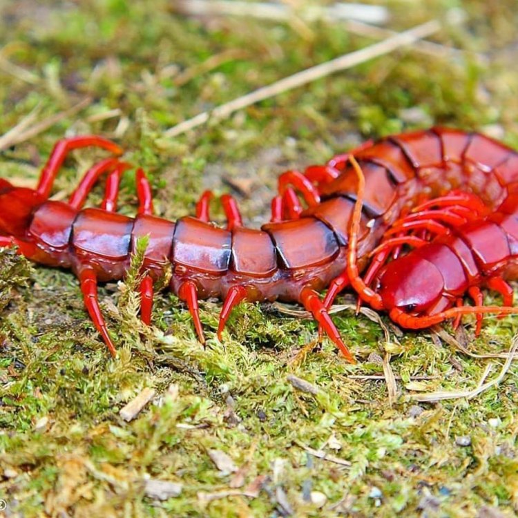 <b>Centipede: Perawat Darat Mengerikan</b>