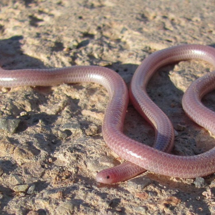 Western Blind Snake: Ular Buta dari Barat yang Menarik Perhatian