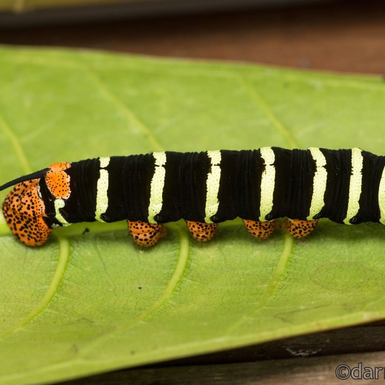 Bahaya yang Tersembunyi di Balik Siksaan Asp Caterpillar