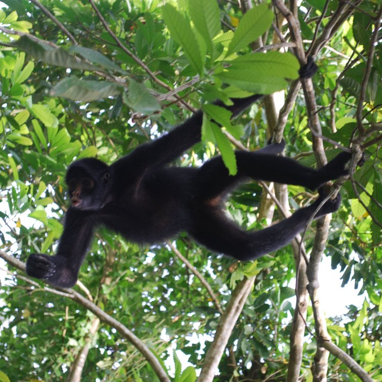 Spider Monkey: Primata yang Menarik di Hutan Hujan Tropis