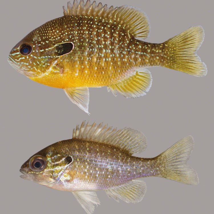Freshwater Sunfish: Hewan yang Menarik untuk Diketahui