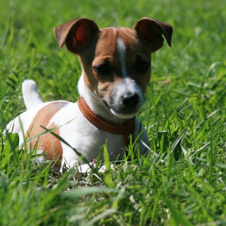 Jack Russells: Cerita di Balik Keunikan Anjing Kecil yang Penuh Energi
