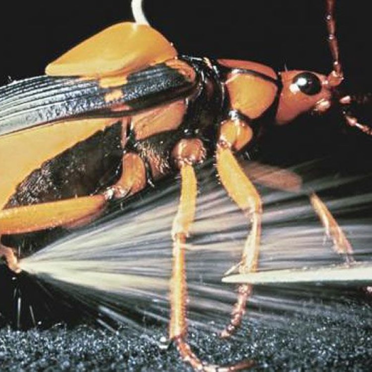 Introducing the Incredible Bombardier Beetle: Penetrating the Defenses with Chemical Warfare