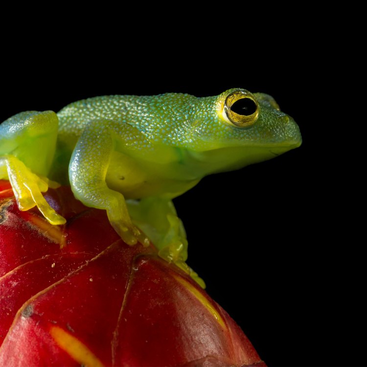 The Amazing Glass Frog: Hewan Memikat Dengan Keunikan dan Keindahannya