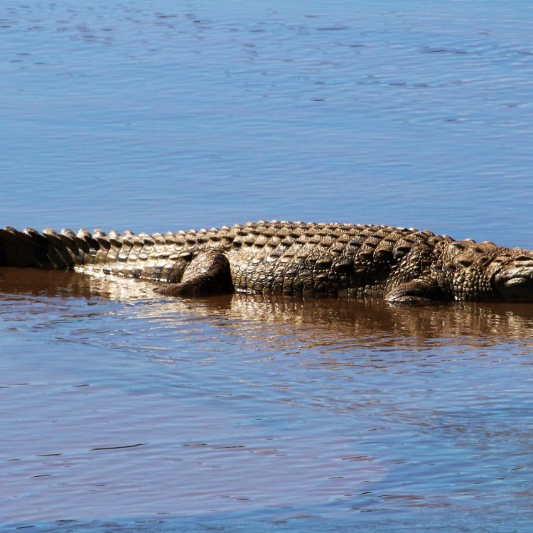 Sang Predator Nile Crocodile: Kejam Tetapi Penting untuk Keseimbangan Ekosistem