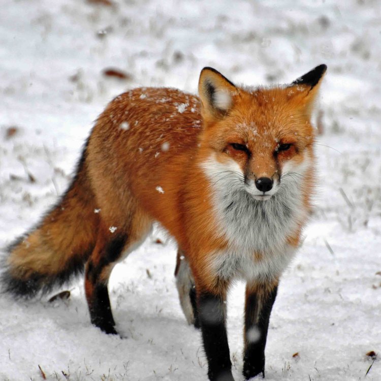 Menjelajahi Keunikan Hewan Vulpes vulpes - Red Fox