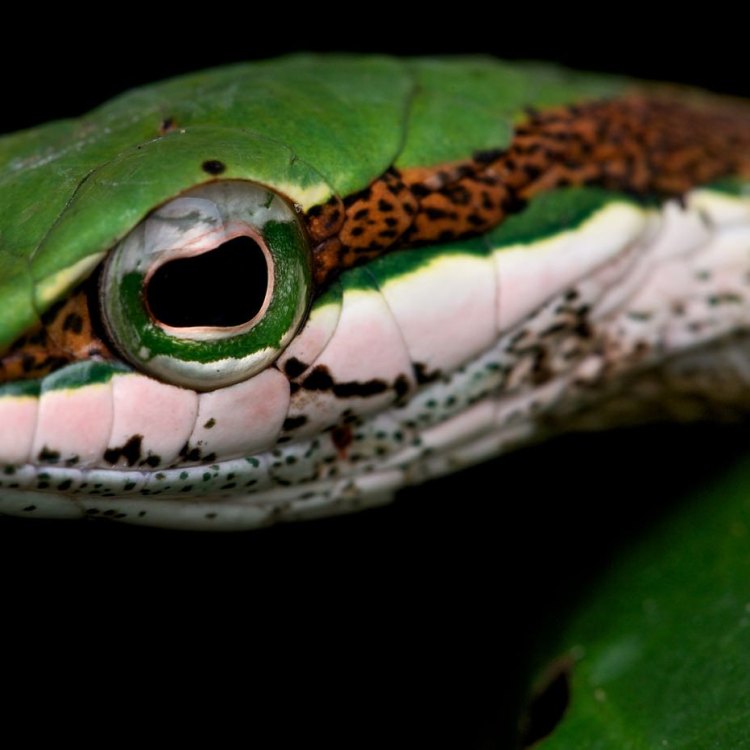 Twig Snake: Ular Unik yang Tersembunyi di Antara Dahan-dahan